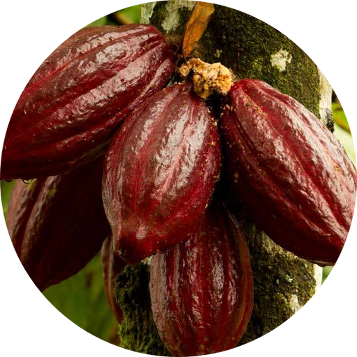Ceremonial cacao has amazing health benefits