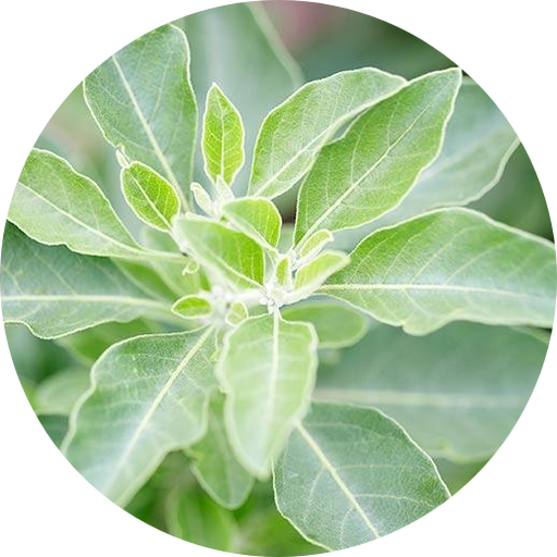 Ashwagandha is a great adaptogen for reducing stress