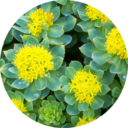 Rhodiola is a great adaptogen for chronic stress and mental fatigue