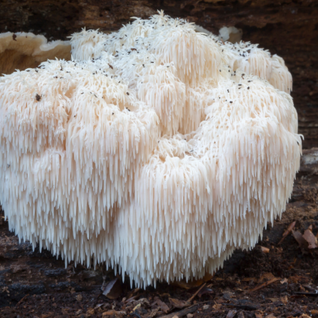 Why Lion's Mane is the best medicinal mushroom